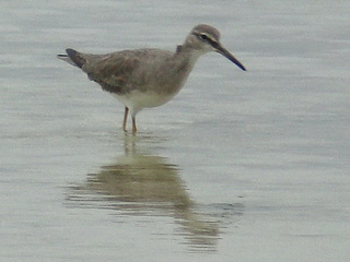 Grey-tailed Tattler