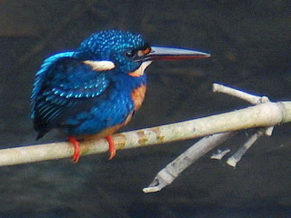 Indigo-banded Kingfisher