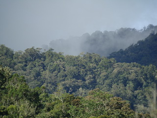 Kitanglad Forest