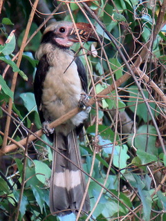 Luzon Hornbill