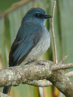 Mountain Verditer Flycatcher