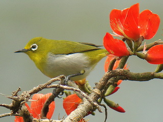 Mountain White-eye