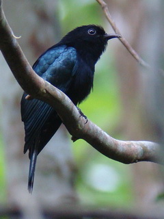 Philippine Drongo Cuckoo