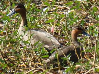 Philippine Duck