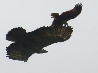 Philippine Eagle