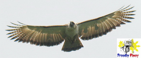 Philippine Eagle