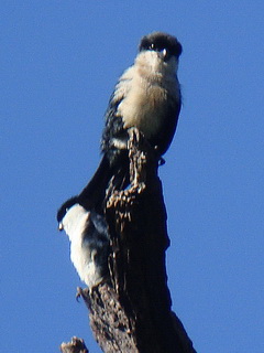 Philippine Falconet