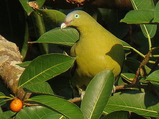 Philippine Pigeon