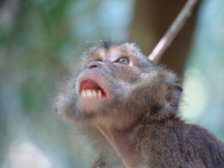 Philippine Macaque