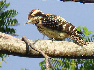 Philippine Woodpecker