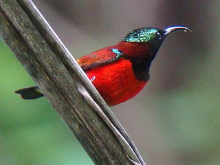 Purple-throated Sunbird