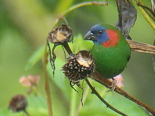 Red-eared Parrotfinch