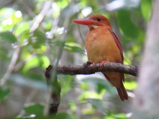 Ruddy Kingfisher