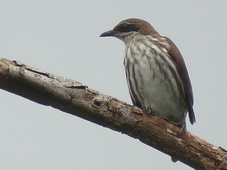 Stripe-breasted Rhabdornis