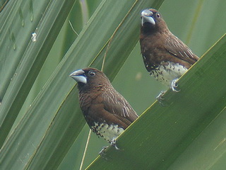 White-bellied Munia