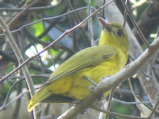 White-lored Oriole