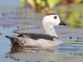 Cotton Pygmy Goose