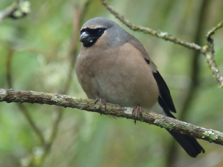 Beavan's Bullfinch