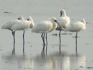 Black-faced Spoonbills