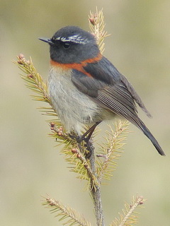 Collared Bush Robin