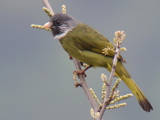 Collared Finchbill