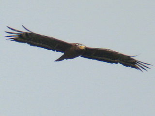 Crested Serpent Eagle