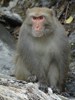 Formosan Macaque