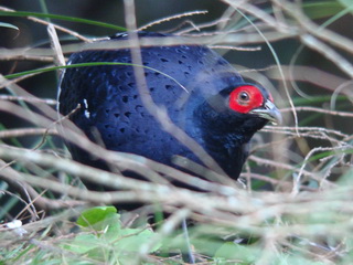 Mikado Pheasant