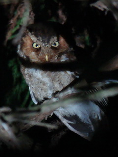 Mountain Scops Owl