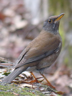 Pale Thrush