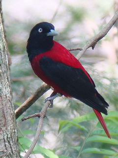 Red Oriole