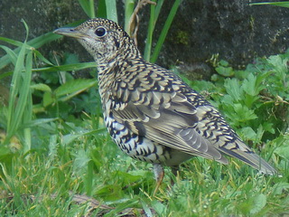 Scaly Thrush