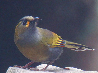 Steere's Liocichla