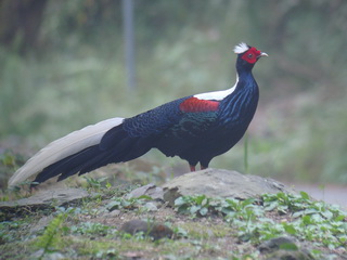 Swinhoe's Pheasant