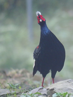 Swinhoe's Pheasant