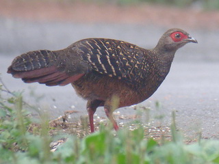 Swinhoe's Pheasant