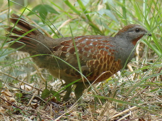 Taiwan Bamboo Partridge