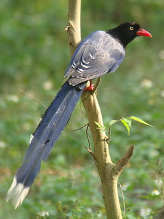 Taiwan Blue Magpie