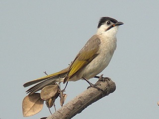 Taiwan Bulbul