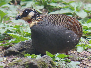 Taiwan Partridge