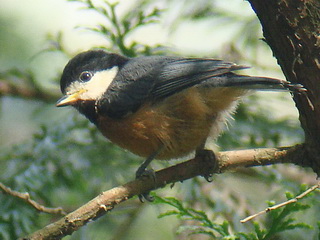 Varied Tit