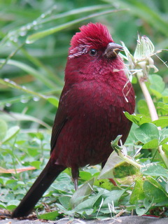 Vinaceous Rosefinch