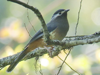 White-eared Sibia