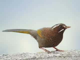 White-whiskered Laughingthrush